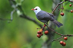 White-headed Bulbul